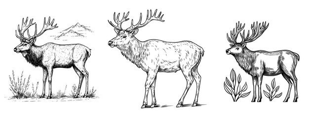 A deer with impressive antlers creates a striking silhouette, perfect for designs and illustrations centered around wildlife and nature