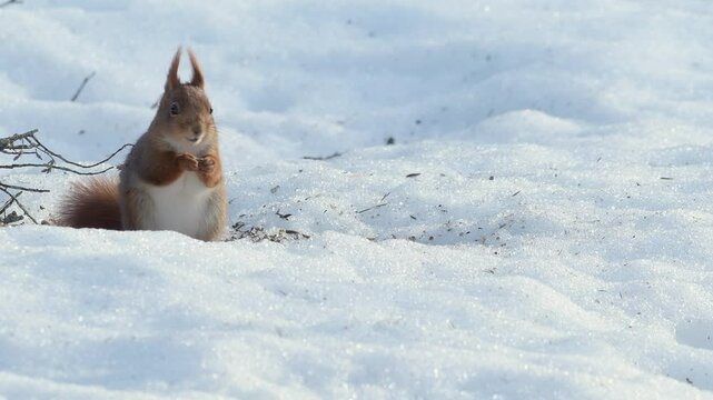 Red Squirrel in Snowy Ringebu Mountains, Close-Up