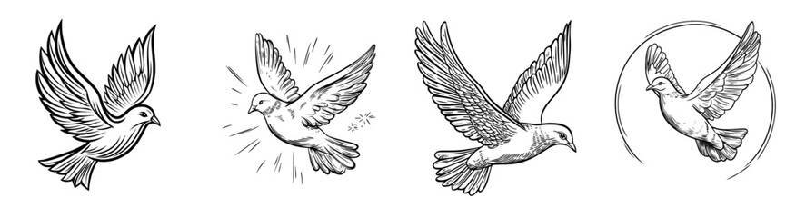 The image depicts a bird in flight, its wings fully extended, set against a white backdrop