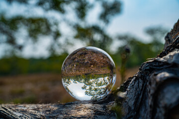 A creative photograph of a natural landscape reflected upside-down through a crystal ball placed on the ground, showcasing twisted tree trunks and greenery under a blue sky. Trees with unique beauty.