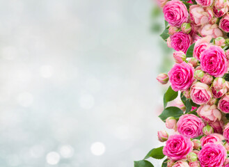 border of fresh pink roses on blue background with copy space