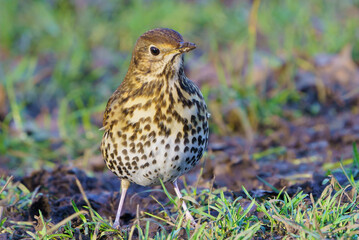A mistle thrush bird
