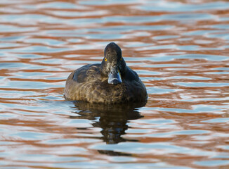 Tufted duck in a lake
