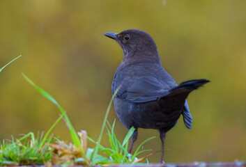Male blackbird on the grass