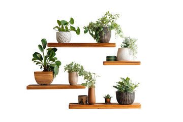 Fototapeta premium Vibrant Green Houseplants On Rustic Shelves isolated on a transparent background