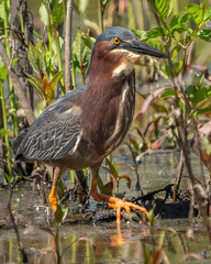 Green Heron hunting for a meal