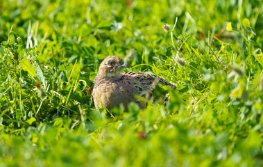 A pheasant 