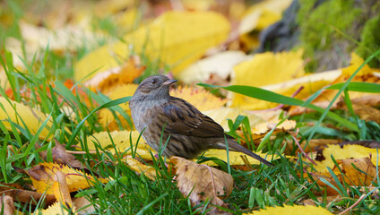 A dunnock perched