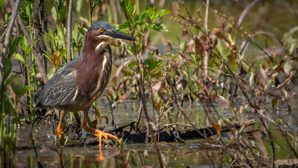 Green Heron hunting for a meal