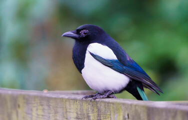 Magpie sitting on a wall