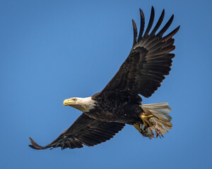 American Bald Eagle in flight with a fish
