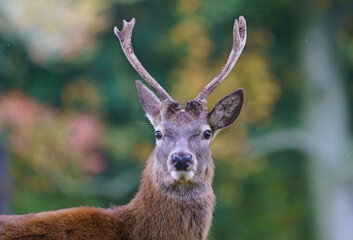 Deer in the wild