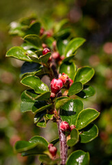 My garden flowers in summer