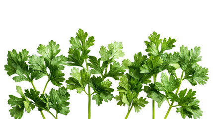 Obraz premium Fresh Parsley Leaf on White Background for Culinary Design and Herbal Concept