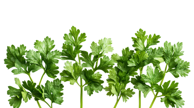 Fresh Parsley Leaf on White Background for Culinary Design and Herbal Concept