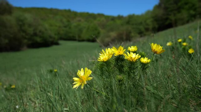Adonis vernalis blooming in spring meadow under clear blue sky.