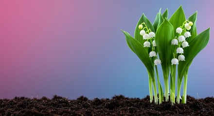 White flower growing from ground with backlight