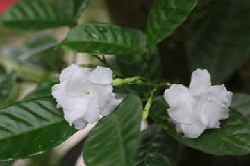 Obraz premium flower of a tree