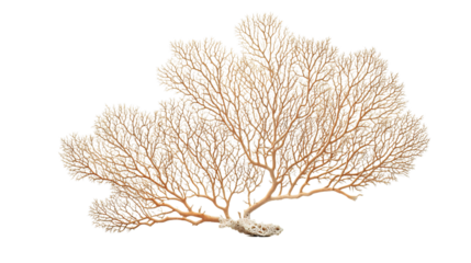Exquisite Sea Fan Coral with Intricate Branches Showcase Natural Beauty