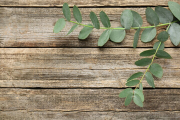 Obraz premium Beautiful eucalyptus branches on wooden background, top view. Space for text