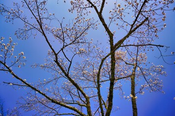 cherry blossoms,sakura,桜