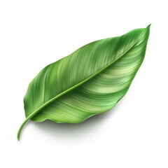 Fototapeta premium Realistic green leaf isolated on a white background,