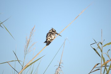 bird in savanna, animal of africa