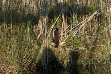 bird in savanna, animal of africa