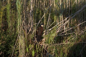 bird in savanna, animal of africa
