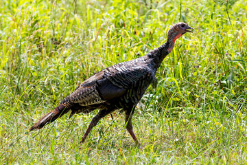 Wild Turkey