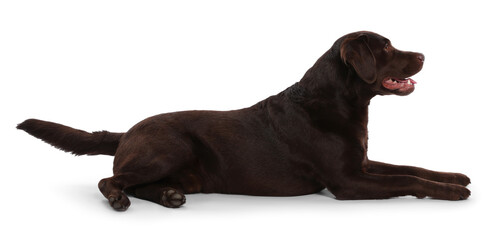 Cute dog on white background. Lovely pet