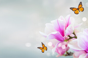 twig with fresh blooming pink magnolia flowers close up over blue background with butterflies