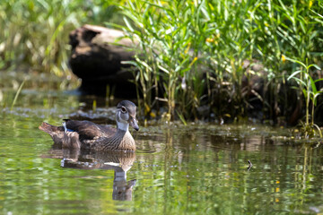 Wood Duck