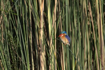 bird in savanna , Animal of africa