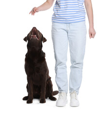 Woman training her dog on white background, closeup