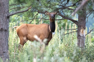 Elk