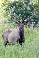 Elk