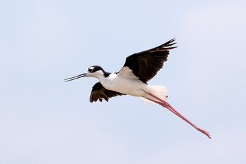 Black neck stilt