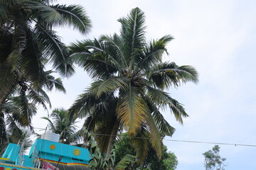 palm, tree, sky, tropical, beach, summer, coconut, nature, palm tree, island, travel, vacation, trees, green, sea, sun, palms, paradise, ocean, Hawaii, resort, cloud, holiday, exotic, water