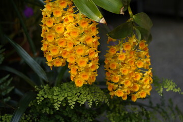 Dendrobium densiflorum, with the common names densely flowered Dendrobium and pineapple orchid, is...