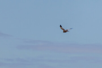 Western marsh harrier (Circus aeruginosus) in flight.