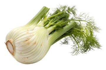 fennel on a white background