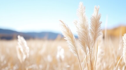 Obraz premium Soft, pale grasses in a golden field under a clear sky. Close-up view of fluffy flower heads, gently swaying in the breeze. Background of hazy mountains