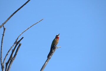 bird in savanna , Animal of africa
