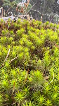 Star Moss Macro Background &ndash; Vibrant Natural Texture