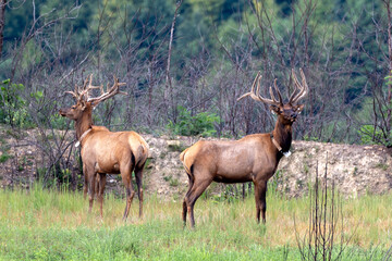Elk