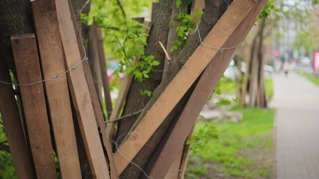Support Structures that Assist Young Trees in Urban Environments High Quality Real Time 4K Footage Provided