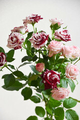 赤とピンクのばら