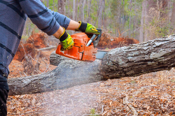Forestry worker operates chainsaw to cut fallen tree trunk in wooded area, surrounded by leaves.