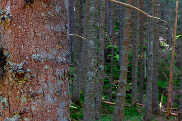 tree crowns in a forest 